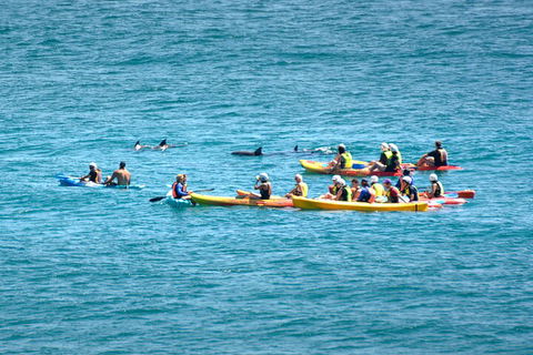 The Byron Bay Sea Kayak Tour - Accommodation Asia 1