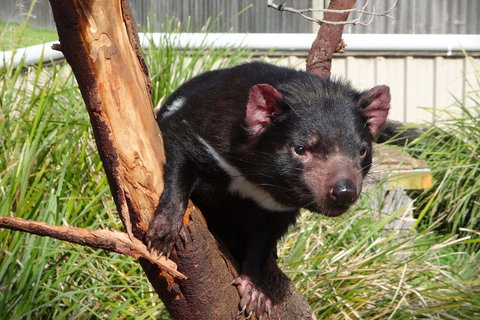 Tasmania 6 Day 'Tour In Circle' - Accommodation Asia 1