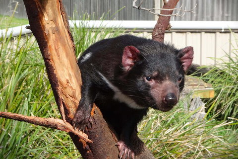 6-Day Tasmania Small-Group Guided Tour With Gourmet Food - Accommodation China 1