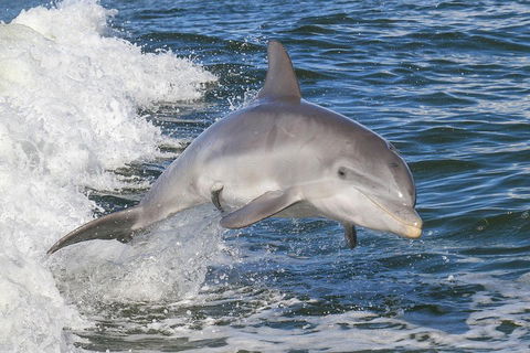 Noosa Oceanrider Scenic Dolphin Safari - Accommodation Asia 0