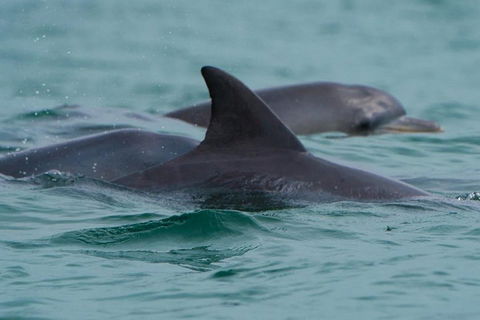 Noosa Oceanrider Scenic Dolphin Safari - Accommodation Asia 1