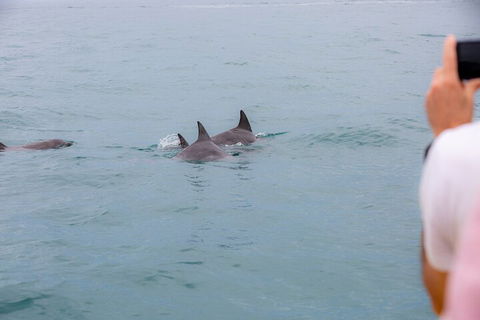 Noosa Oceanrider Scenic Dolphin Safari - Accommodation Asia 2