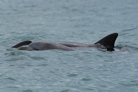 Noosa Oceanrider Scenic Dolphin Safari - Accommodation Asia 3
