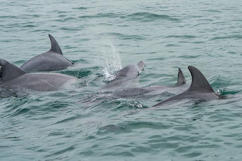 Noosa Oceanrider Scenic Dolphin Safari - Accommodation Asia 5
