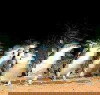 Phillip Island Penguins Private Tour - Accommodation China