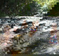 Daintree Rainforest Cape Tribulation Mossman Gorge Small-Group Day Tour - Accommodation Guide