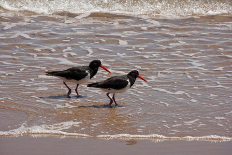 1770 Coastline Tour By LARC Amphibious Vehicle Including Picnic Lunch - Accommodation Guide 2