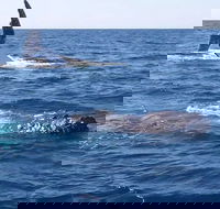 Noosa Whale Watching - Accommodation China