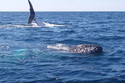 Noosa Whale Watching - Accommodation China 0