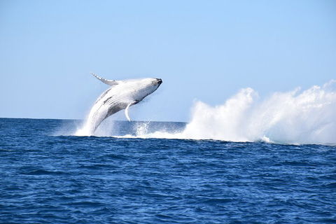 Noosa Whale Watching - Accommodation China 1