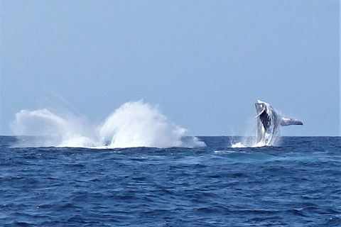 Noosa Whale Watching - Accommodation China 2