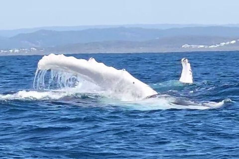 Noosa Whale Watching - Accommodation China 5