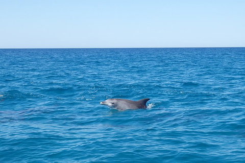 Noosa Wild Dolphin Safari - Accommodation China 1