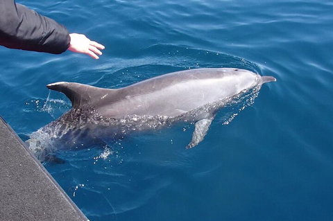 Noosa Wild Dolphin Safari - Accommodation China 2