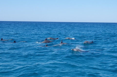 Noosa Wild Dolphin Safari - Accommodation China 3