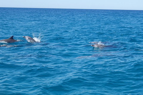 Noosa Wild Dolphin Safari - Accommodation China 4