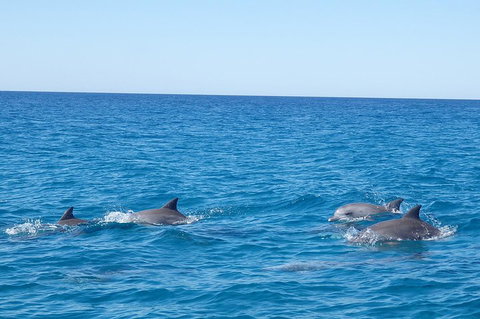 Noosa Wild Dolphin Safari - Accommodation China 5