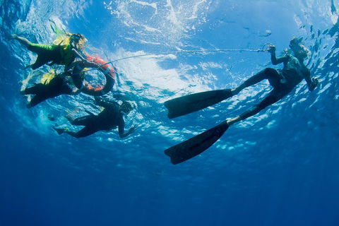 Passions Of Paradise Great Barrier Reef Snorkel And Dive Cruise From Cairns By Luxury Catamaran - Accommodation Guide 2