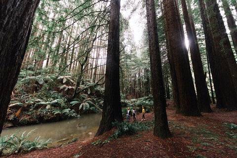 LGBT+ Friendly 3 Day Private Tour Great Ocean Road & Phillip Island - Accommodation China 2