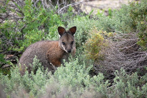 Pink Lake + Abrolhos Islands Nature Tour - Accommodation Asia 1