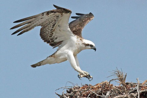 Pink Lake + Abrolhos Islands Nature Tour - Accommodation Asia 3