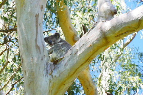 Best Of Moreton Bay Cruise - Accommodation Guide 2