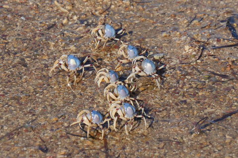 Best Of Moreton Bay Cruise - Accommodation Guide 3