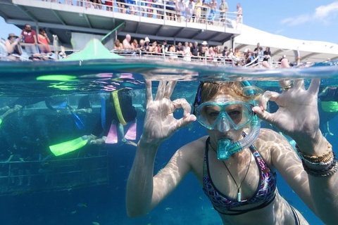 Great Barrier Reef Day Cruise From Cairns Including Snorkeling And Marine Biologist Presentation - Accommodation Guide 0