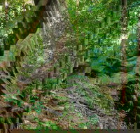 Private Daintree Mossman Gorge Exclusive Nature and Wildlife Focus - Accommodation China