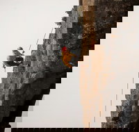 100 Metre Abseil Mount Wellington Hobart - Accommodation China