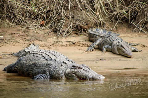 Daintree And Cape Tribulation Full Day Guided Tour - Accommodation Guide 3