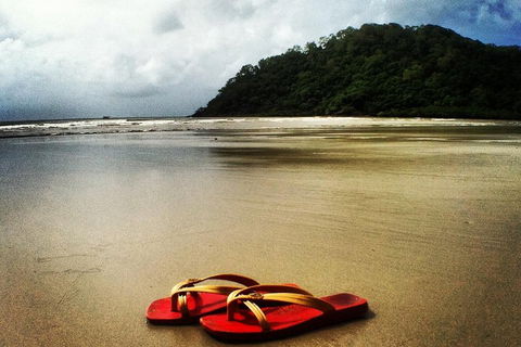 Daintree And Cape Tribulation Full Day Guided Tour - Accommodation Guide 4