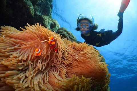 Silversonic Outer Great Barrier Reef Dive And Snorkel Cruise From Port Douglas - Accommodation Guide 3