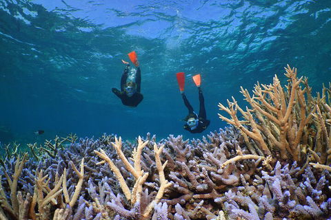 Silversonic Outer Great Barrier Reef Dive And Snorkel Cruise From Port Douglas - Accommodation Guide 4
