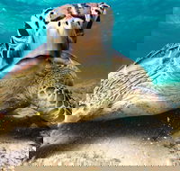 Sail Snorkel SUP  Kayak Charter Whitsundays - Accommodation Guide