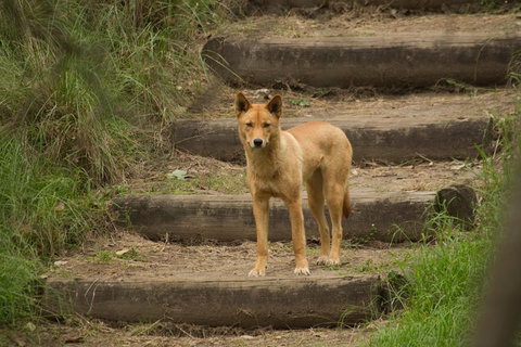 Blue Mountains Small-Group Insider Tour From Sydney - Accommodation China 3