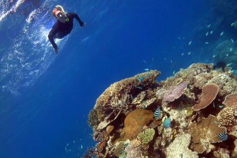 Silverswift Outer Great Barrier Reef Dive And Snorkel Cruise From Cairns - Accommodation Guide 3