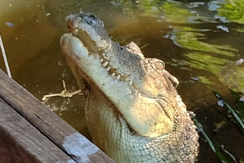Litchfield Park Adventures And Jumping Crocodile Cruise + Butterfly Farm - Accommodation Guide 5