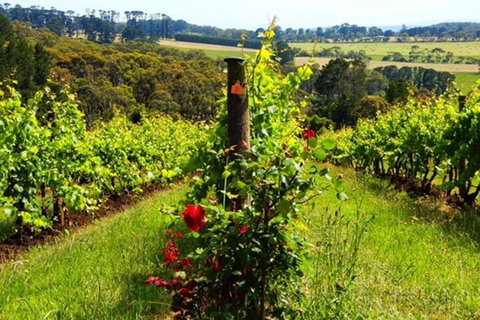 Mornington Peninsula Sightseeing Tour For 2-6 Guests. - Accommodation China 3