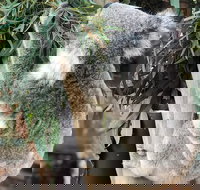 Private Blue Mountains and Wildlife Park Tour from Sydney with Barbecue Lunch - Accommodation China