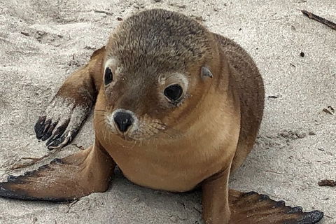 Kangaroo Island Scenic Trail Tour - Accommodation Guide 0