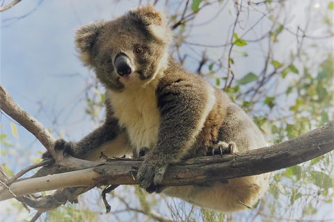 Kangaroo Island Scenic Trail Tour - Accommodation Guide 2