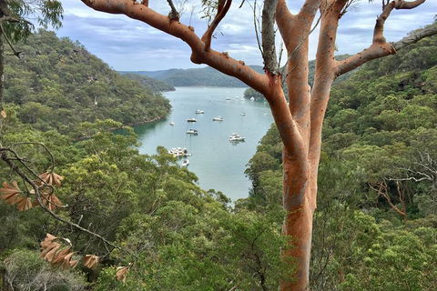 Shore Excursion: Sydney's Northern Beaches & Ku-ring-gai National Park Bus Tour - Accommodation Guide 1