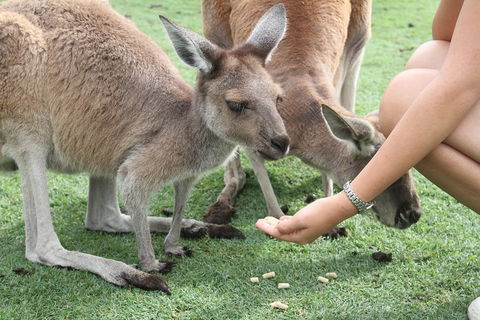 Pinnacles Desert, Koalas And Sandboarding 4WD Day Tour From Perth - Accommodation Guide 1