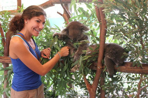 Pinnacles Desert, Koalas And Sandboarding 4WD Day Tour From Perth - Accommodation Guide 5