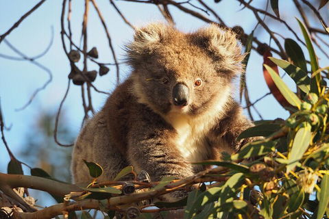 2-Hour Koala Walking Tour In Kangaroo Island - Accommodation Guide 0