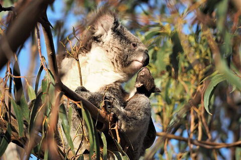 2-Hour Koala Walking Tour In Kangaroo Island - Accommodation Guide 1
