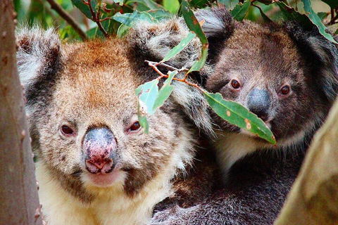 2 Hour Bike Tour In Kangaroo Island - Accommodation Asia 5