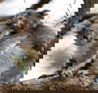 Great Ocean Road Sunset Tour from Melbourne - Accommodation China