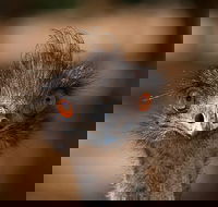 Currumbin Wildlife Sanctuary General Entry Ticket - Accommodation China